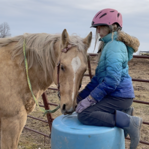 Hero – 14 Year Old Quarter Horse Gelding