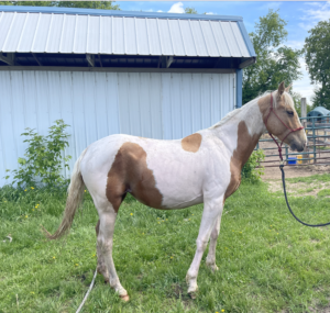 SOLD: Nala – 3 year old mare – Grade Paint