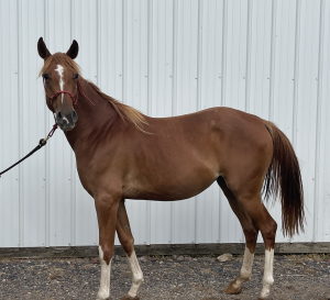 SOLD: Butter – 4 year old Grade mare