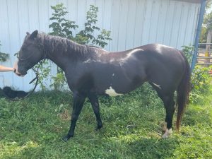 SOLD: Cricket – 13 Year old – Grade Paint Mare