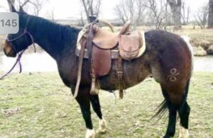 SOLD – Twas Streakin – 2016 AQHA Rabacino Gelding