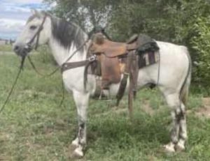 SOLD – Napoleon – 2011 Grade Gray Gelding