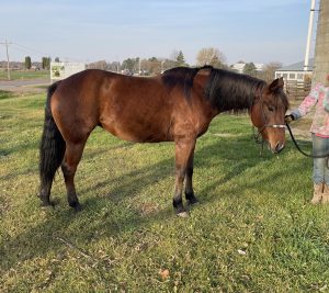 SOLD – Jazz – 2016 Grade Bay Mare