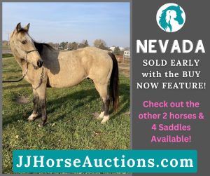 SOLD – Nevada – 2008 Grade Buckskin Gelding