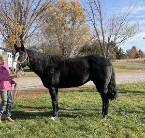 SOLD: Goose – 2012 Grade Black Mare