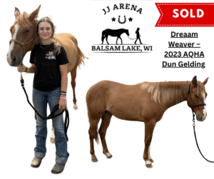 SOLD – Dreaam Weaver – 2023 AQHA Dun Gelding