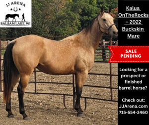 PENDING SOLD – Kalua OnTheRocks – 2022 Buckskin Mare $11K