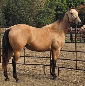 Kalua OnTheRocks – 2022 Buckskin Mare $9K