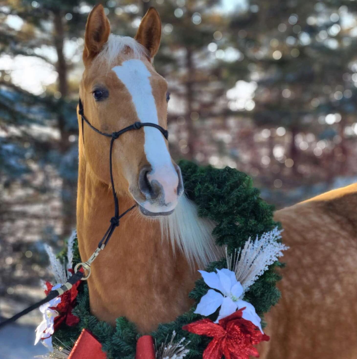 MLJ Sizzle N Shine-2019 Palomino Mare- $8K