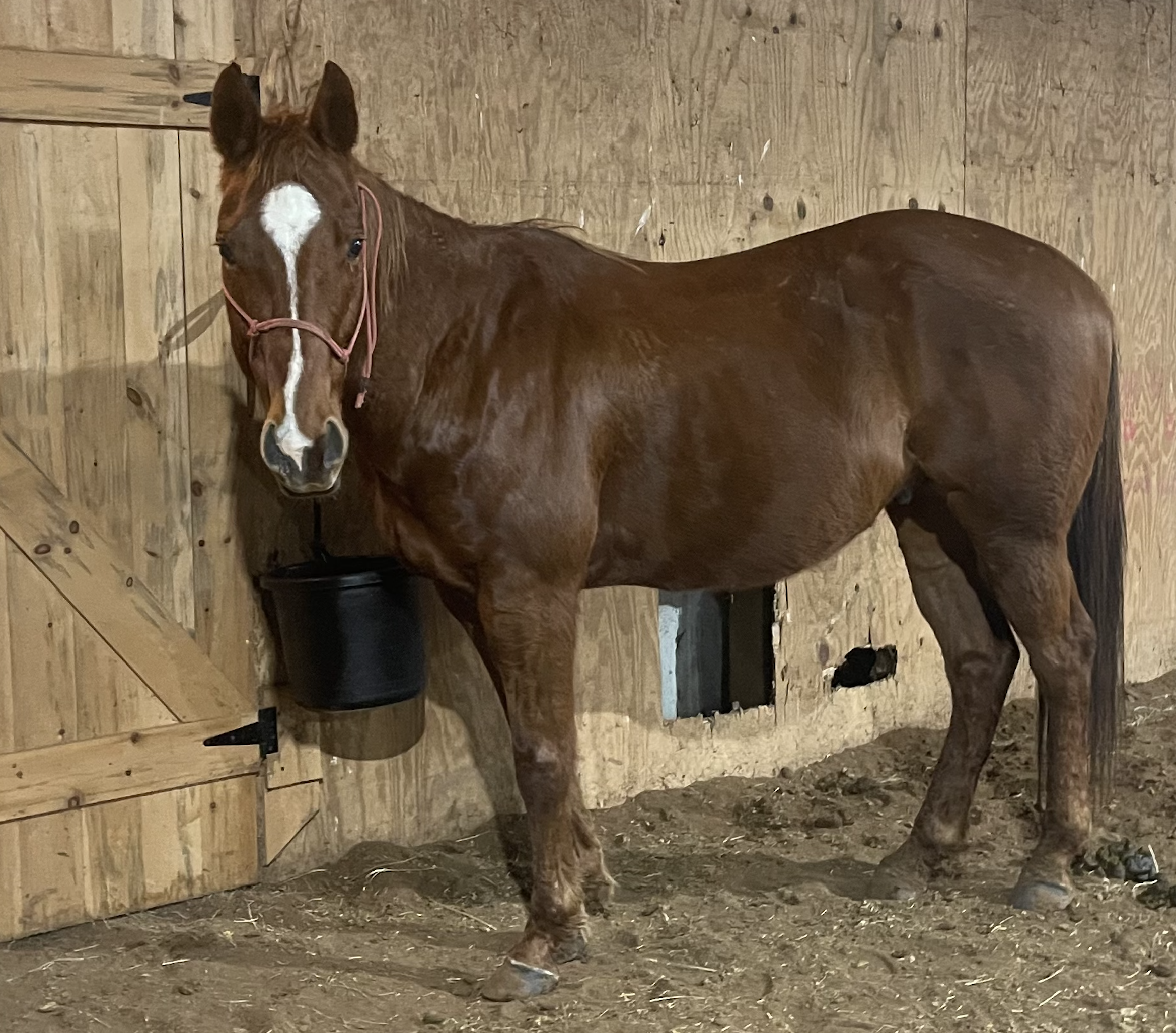 SORREL GELDING