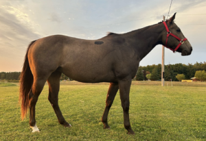 To Famous To Tame – 2015 Buckskin Mare